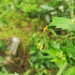 Ceriagrion auranticum