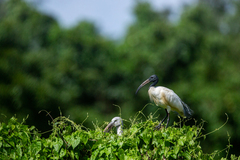 Threskiornis melanocephalus