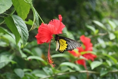 Troides minos