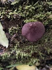 Gymnopilus purpuratus
