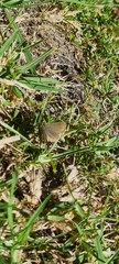 Zizeeria knysna