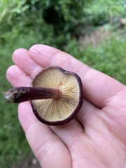 Gymnopilus purpuratus