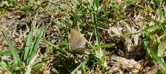 Zizeeria knysna