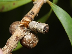 Spilonota constrictana