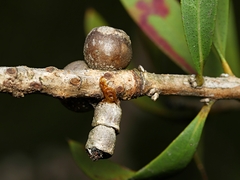 Spilonota constrictana