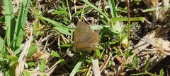 Zizeeria knysna
