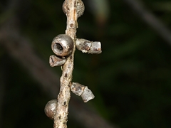 Spilonota constrictana