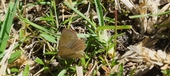 Zizeeria knysna