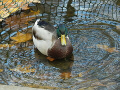 Anas platyrhynchos