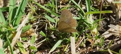 Zizeeria knysna