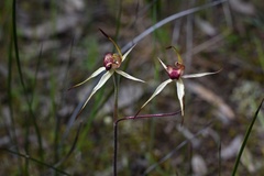 Caladenia lowanensis