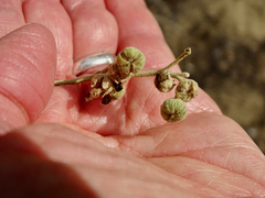 Malacothamnus fasciculatus nuttallii