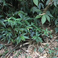Persicaria jucunda