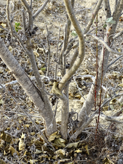 Malacothamnus fasciculatus nuttallii