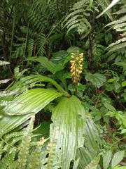 Calanthe speciosa