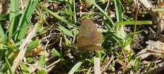 Zizeeria knysna