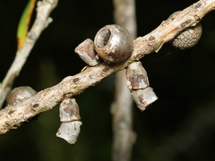 Spilonota constrictana