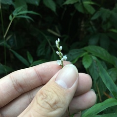 Persicaria jucunda