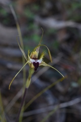 Caladenia tensa