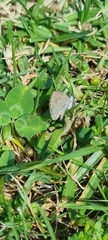 Zizeeria knysna