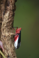 Kalidasa lanata