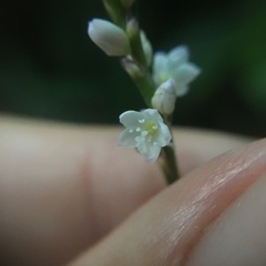 Persicaria jucunda