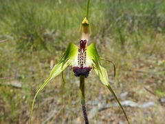 Caladenia tensa