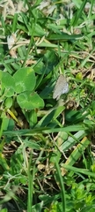 Zizeeria knysna
