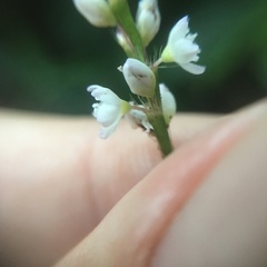 Persicaria jucunda