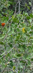 Chrysoritis chrysaor