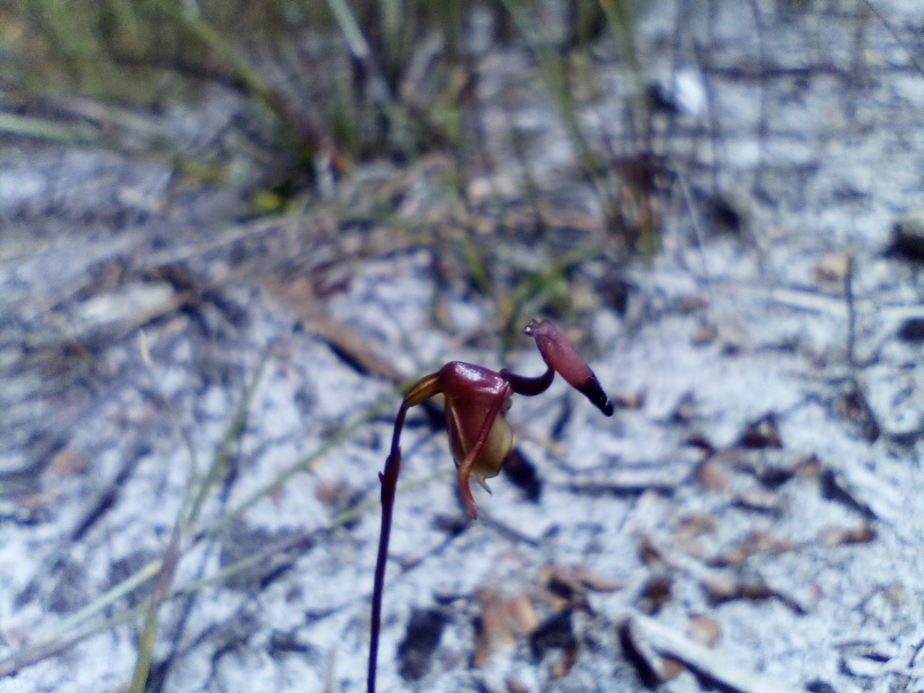 Caleana brockmanii