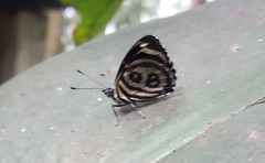 Catagramma pyracmon pyracmon