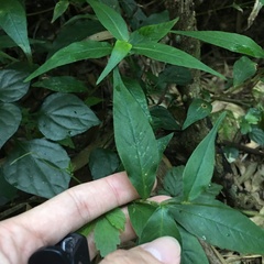 Persicaria jucunda