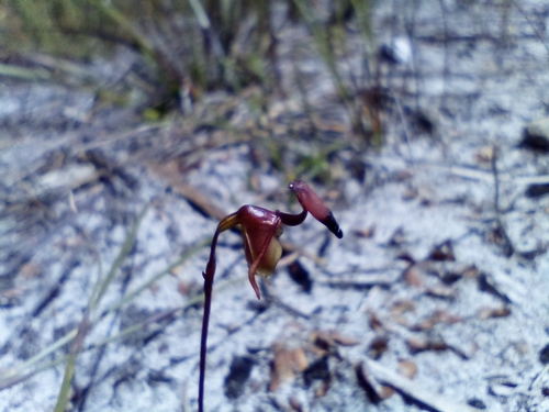Image of Caleana brockmanii by (c) Em Lamond, some rights reserved (CC BY)