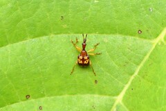Apoderinae