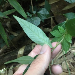 Persicaria jucunda