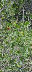 Chrysoritis chrysaor
