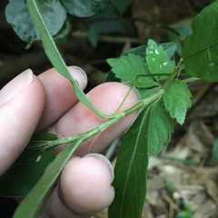 Persicaria jucunda