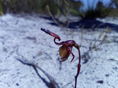 Brockman's Duck Orchid (Caleana brockmanii)