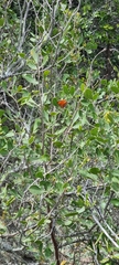 Chrysoritis chrysaor