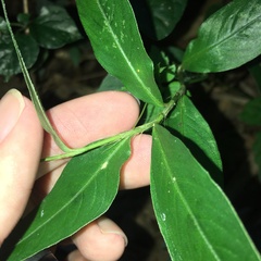 Persicaria jucunda