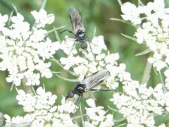 Dilophus nigrostigma