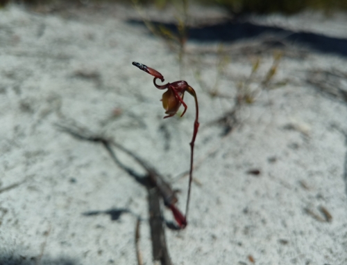 Image of Caleana brockmanii by (c) Em Lamond, some rights reserved (CC BY)