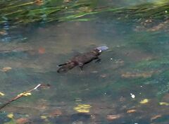 Ornithorhynchus anatinus