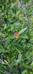 Chrysoritis chrysaor