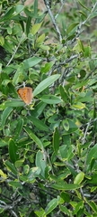 Chrysoritis chrysaor