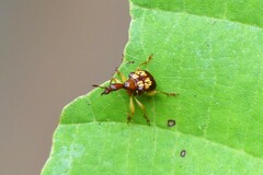 Apoderinae