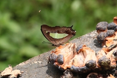 Polyura bharata