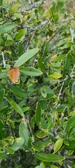 Chrysoritis chrysaor