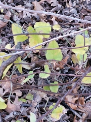 Aristolochia californica